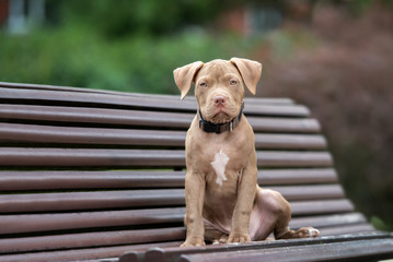 adorable american pit bull terrier puppy sitting outdoors on a bench