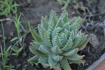 thorny plant