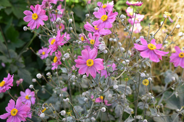 Anémone rose en éé