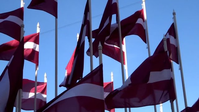 Many flags of Latvia in the wind