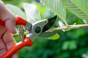 close up hand of person holding scissors cut the branches of tree in garden for agriculture,nature...