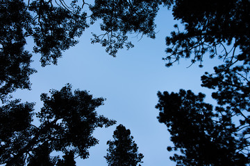 Pine Tree Ring Sky