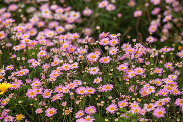 Beautiful white Narrowleaf Zinnia or Classic Zinnia flowers