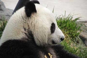Obraz na płótnie Canvas Sweet Fluffy Giant Panda, Baoding, China