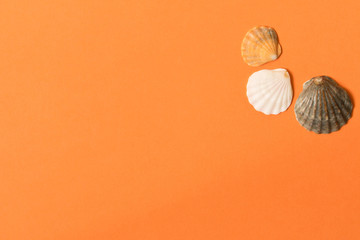 Various sea shells on an orange background. Conceptual frame for a photo