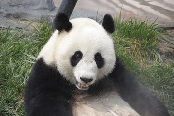 Obraz na płótnie Canvas Close-up Sweet Face of Gianty Panda, Baoding, China