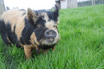 Kune kune boar pig in a field