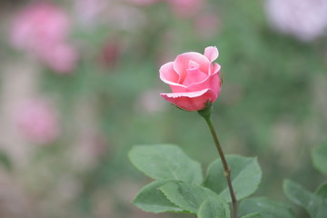 Single Pink Rose in the Garden
