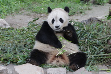 Obraz na płótnie Canvas funny pose of Fluffy Giant Panda, Beijing, China