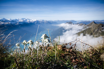 View to the lake of brienz (Brienzersee) unsharp background, in front a swiss edelweiss-flower