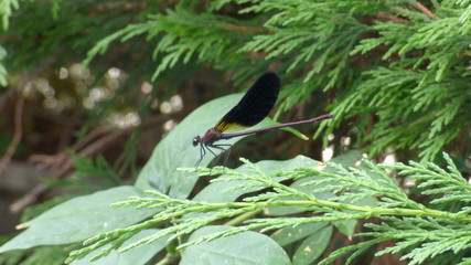 libellule  © artchristelle