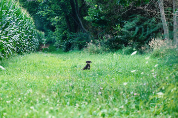 Little puppy dog in field surrounded by big trees in natural environment. 