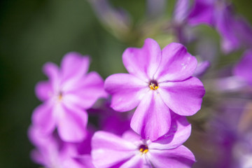 Fototapeta na wymiar Purple Blossoms