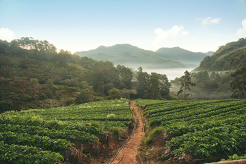 Fototapeta na wymiar Strawberry farm, field on mountain Chiang Mai,Thailand