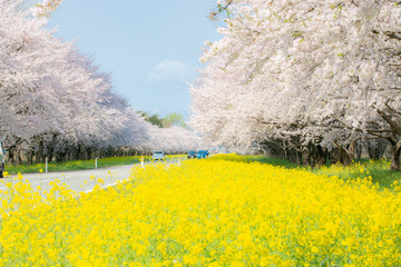桜の菜の花が咲く道