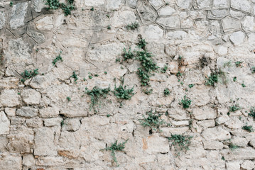 Gray stone wall with plants between stones. Stones with different shapes