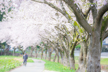 Obraz premium 桜並木