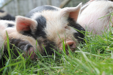 A cute young kune kune piglet fast asleep