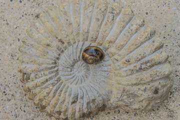 Snail on the big fossil top view