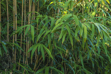 Naklejka premium Green bamboo stems with leaves on sunlight and with dew drops