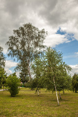 Trees in the park