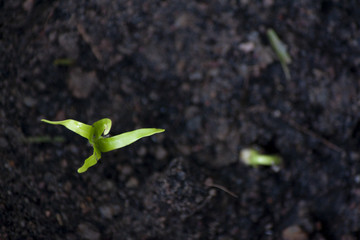 Top view Young tree of morning glory.