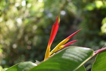 Plants in the Jungle