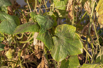 Aphids on the leaves and trunk of a cucumber in a greenhouse.