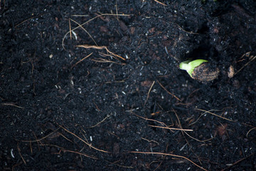 Top view Young tree of Watermelon.