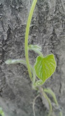 Growing vine