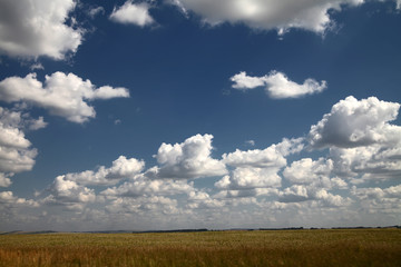field crops, ears of wheat yellow green grass blue sky cloud cloudy landscape background lawn, copy space. autumn landscape