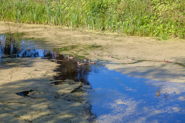 Ducks in overgrown pond, Uglich, Russia