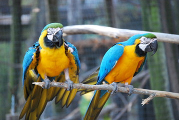 Blue and Yellow Parrots