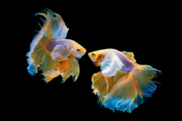 The moving moment beautiful of yellow half moon siamese betta fish or dumbo betta splendens fighting fish in thailand on isolated black background. Thailand called Pla-kad or big ear fish. - obrazy, fototapety, plakaty