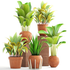 collection of ornamental plants in pots