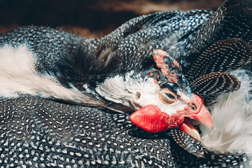 Close up of helmeted guinea-fowl cleaning feathers with red beak