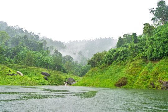 Fototapeta The Forest with The rain