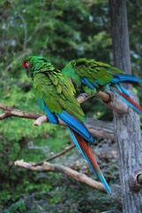 Blue and Green Parrots