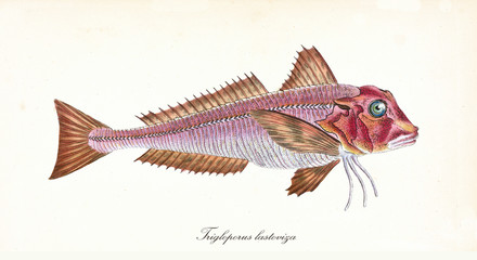 Ancient colorful illustration of Streaked Gurnard (Trigloporus lastoviza), side view of the reddish fish, isolated element on white background. By Edward Donovan. London 1802