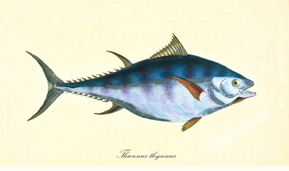 Ancient colorful illustration of Atlantic Bluefin Tuna (Thunnus thynnus), side view of the big bluish fish, isolated element on white background. By Edward Donovan. London 1802 