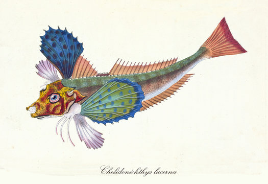 Ancient colorful illustration of Tub Gurnard fish (Chelidonichthys lucerna), isolated element on white background. By Edward Donovan The Natural History of British Fishes. London 1802 Tub Gurnard