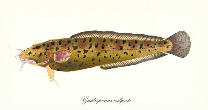 Ancient colorful illustration of Three-Bearded Rockling (Gaidropsarus vulgaris), yellow fish side view, isolated element on white background. By Edward Donovan. London 1802 Tub Gurnard