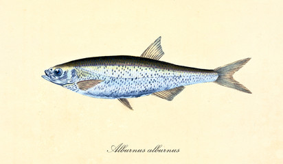 Ancient colorful illustration of Common bleak (Alburnus alburnus), side view of the silvery fish with little blue tones, isolated element on white background. By Edward Donovan. London 1802