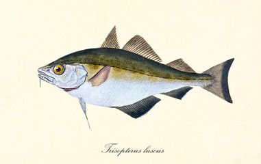 Naklejka premium Ancient colorful illustration of bib (Trisopterus luscus), side view of the silvery fish with yellow and dark green tones on top, isolated element on white background. By Edward Donovan. London 1802