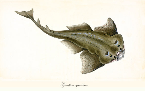 Ancient colorful illustration of Angelshark (Squatina squatina), top view of the strange  fish similar to a green ray, isolated element on white background. By Edward Donovan. London 1802