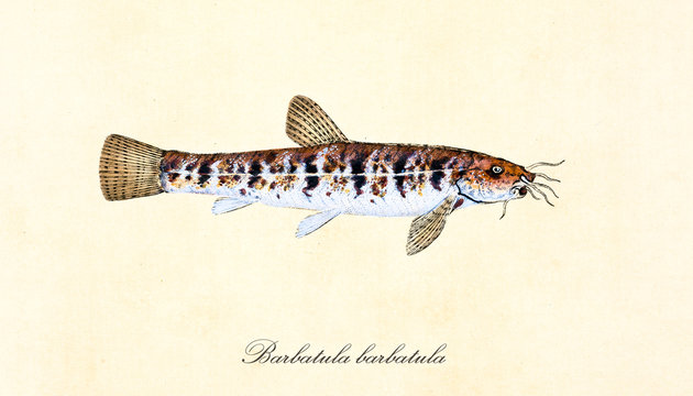 Ancient colorful illustration Stone Loach (Barbatula barbatula), side view of the fish with red and white strips over its body, isolated element on white background. By Edward Donovan. London 1802