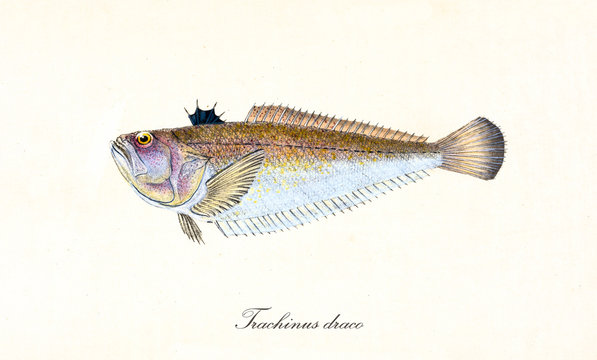 Ancient colorful illustration of Greater Weever (Trachinus draco), side view of the fish with long rows of thorns on its body, isolated element on white background. By Edward Donovan. London 1802
