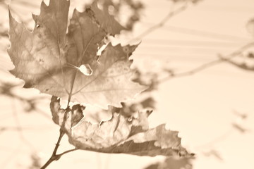 autumn leaf