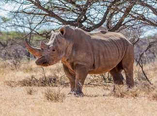 Obraz premium White Rhinoceros