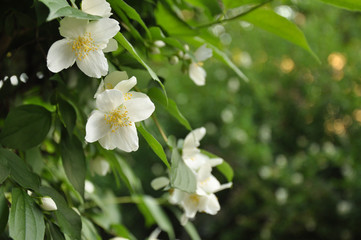Blooming jasmine flowers by jziprian
